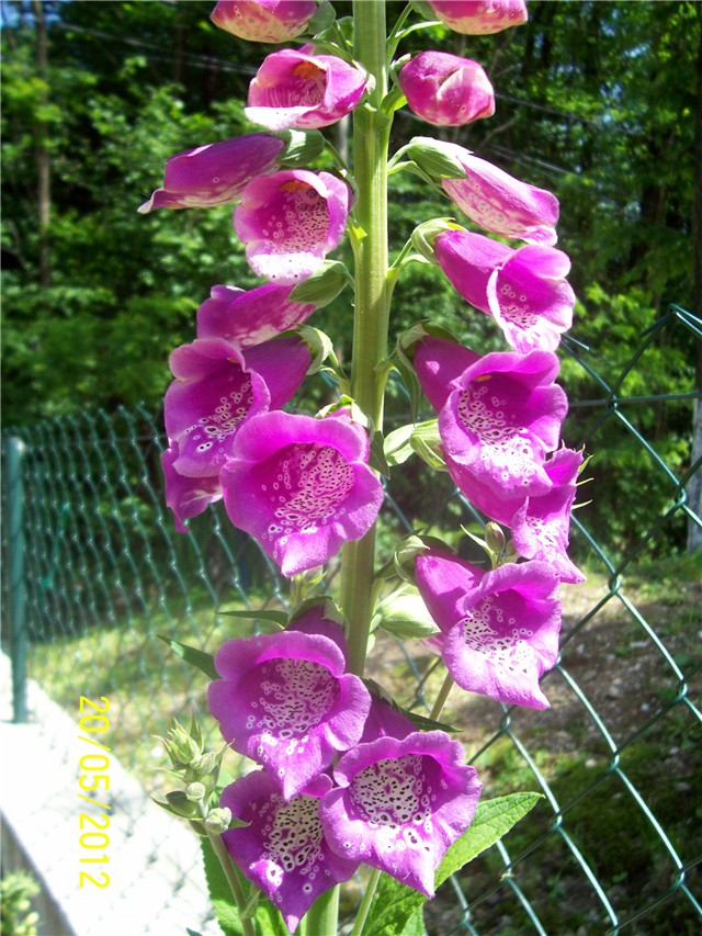 Digitalis